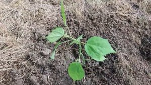 Травянистый гибискус  Посадка в июне