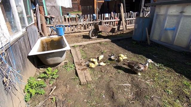 За черемшой сходили, да огород с Лёшей вспахали смотреть онлайн