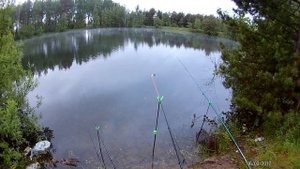 Ловля крупного карася на донку. Убийца карася в деле!