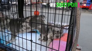 Собачий рынок Одесса. Староконный рынок собак. Птичий рынок. Продажа щенков. ТОП собак. #собака