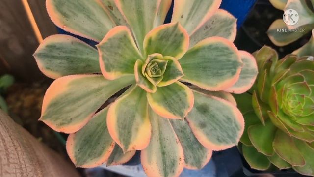 Succulents Garden Tour / 3G & C Succulents and Ornamental Plants / Home-based Garden смотреть онлайн