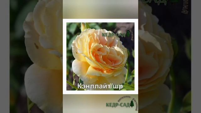 Розы парковые,шрабы. Саженцы роз от производителя. Кедр-Сад смотреть онлайн