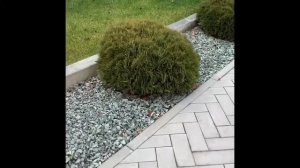 Чем отличается Туя Шаровидная Вудварди от сорта Даника? | landvolga.com | LANDVOLGA