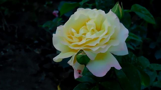 ФУТАЖ БЕЛАЯ РОЗА. Скачать бесплатно. смотреть онлайн