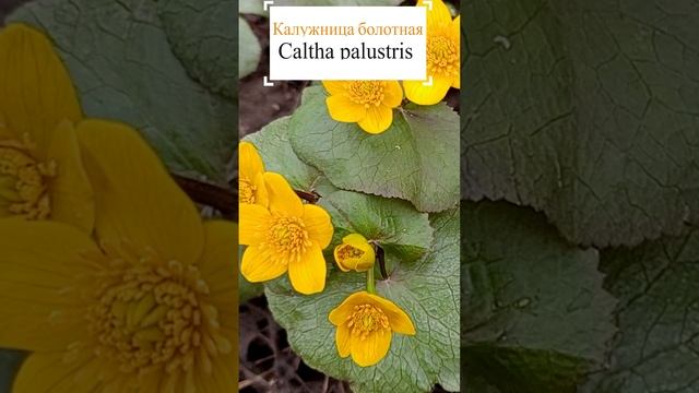 Калужница болотная на берегу ручья (Caltha palustris).?
