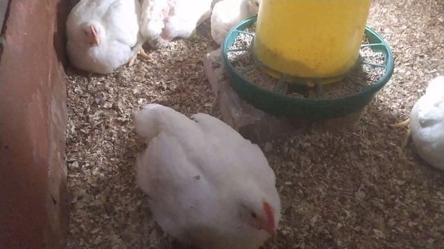 Бройлеры 31 дней или 1 месяц вес смотреть онлайн