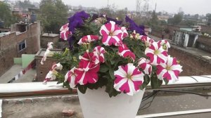 My lovely Petunia flower 😍😍😘😘😘