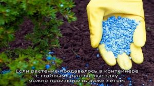 Роза Мидсаммер