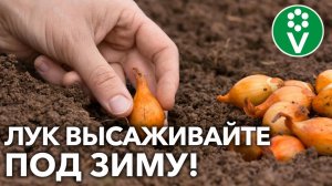 КРУПНЕЕ ЛУКОВИЦЫ И РАНЬШЕ УРОЖАЙ! Как правильно высаживать лук и почему под зиму?