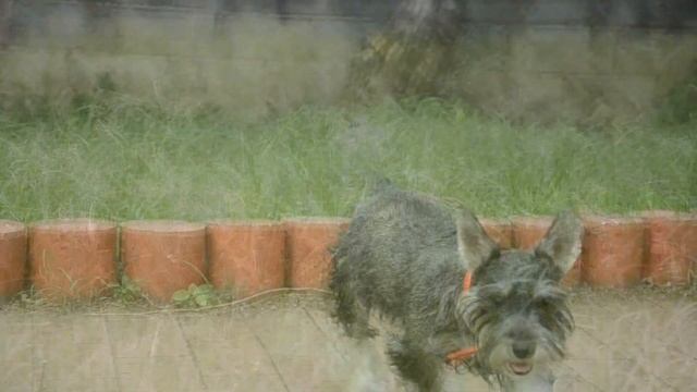 Video Nikon D5100 + lente 18-105 смотреть онлайн