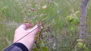 Исправление ошибок формирования винограда. Как сформировать виноград?