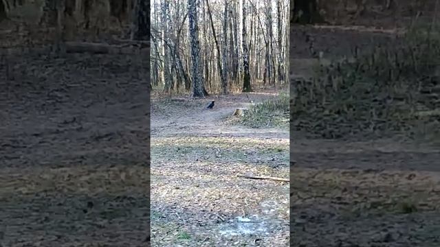 гигантский ворон лакомится смотреть онлайн