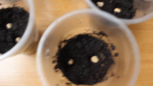 Настурция.  Как посадить настурцию . Рассада настурции.