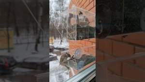 Feed the birds in winter / Покормите птиц зимой