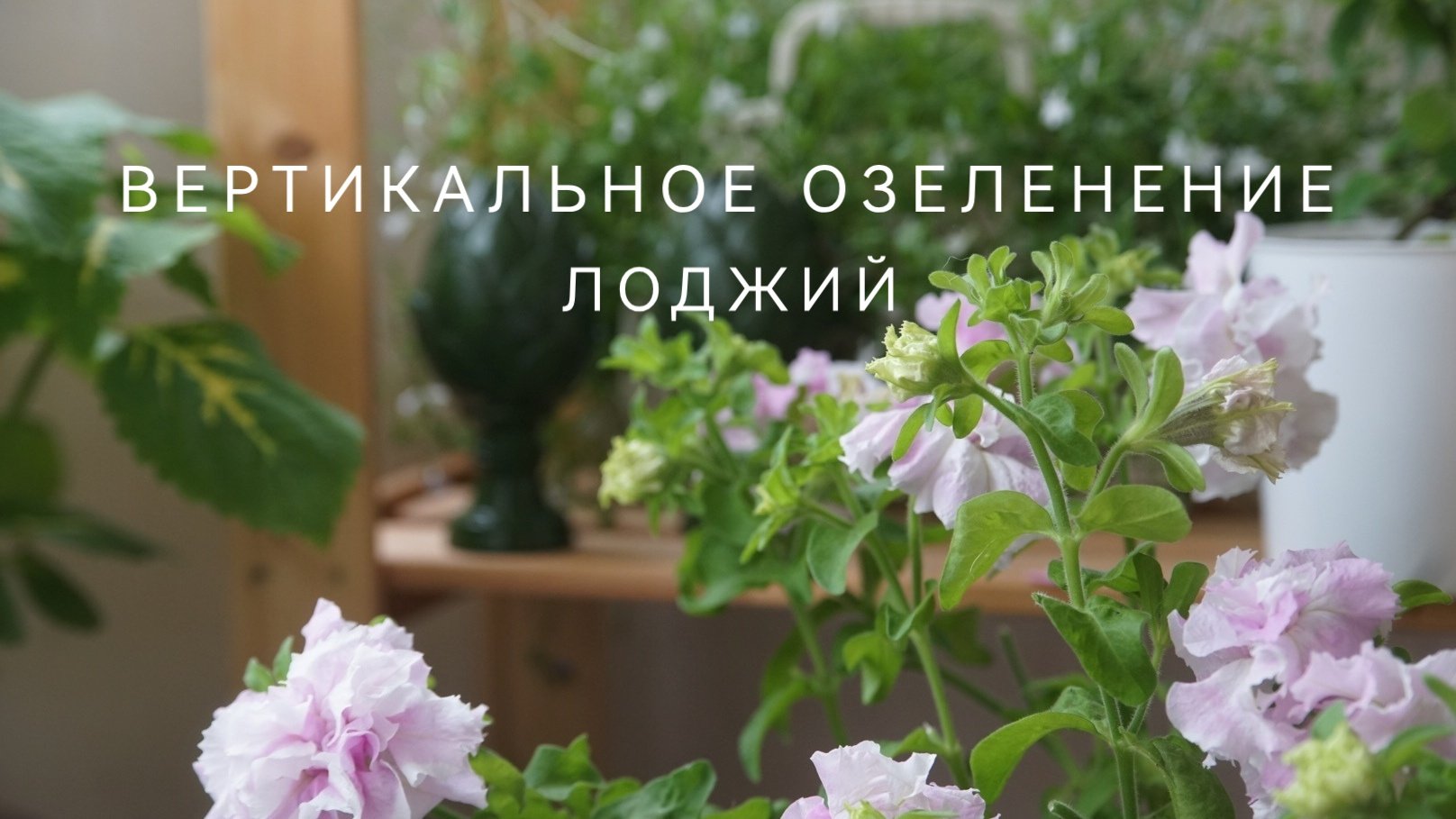 ВЕРТИКАЛЬНОЕ ОЗЕЛЕНЕНИЕ ЛОДЖИЙ