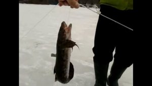 Закрытие сезона зимней рыбалки на реке Свирь