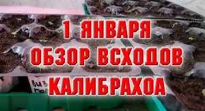20 января Обзор всходов колеусов, бакопы, калибрахоа
