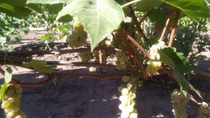 На винограднике: Луиза Свенсон