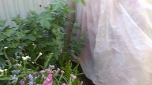 Моспилан - от вредителей!  Обработка цветов ( герани, розы, ягодники....!?)