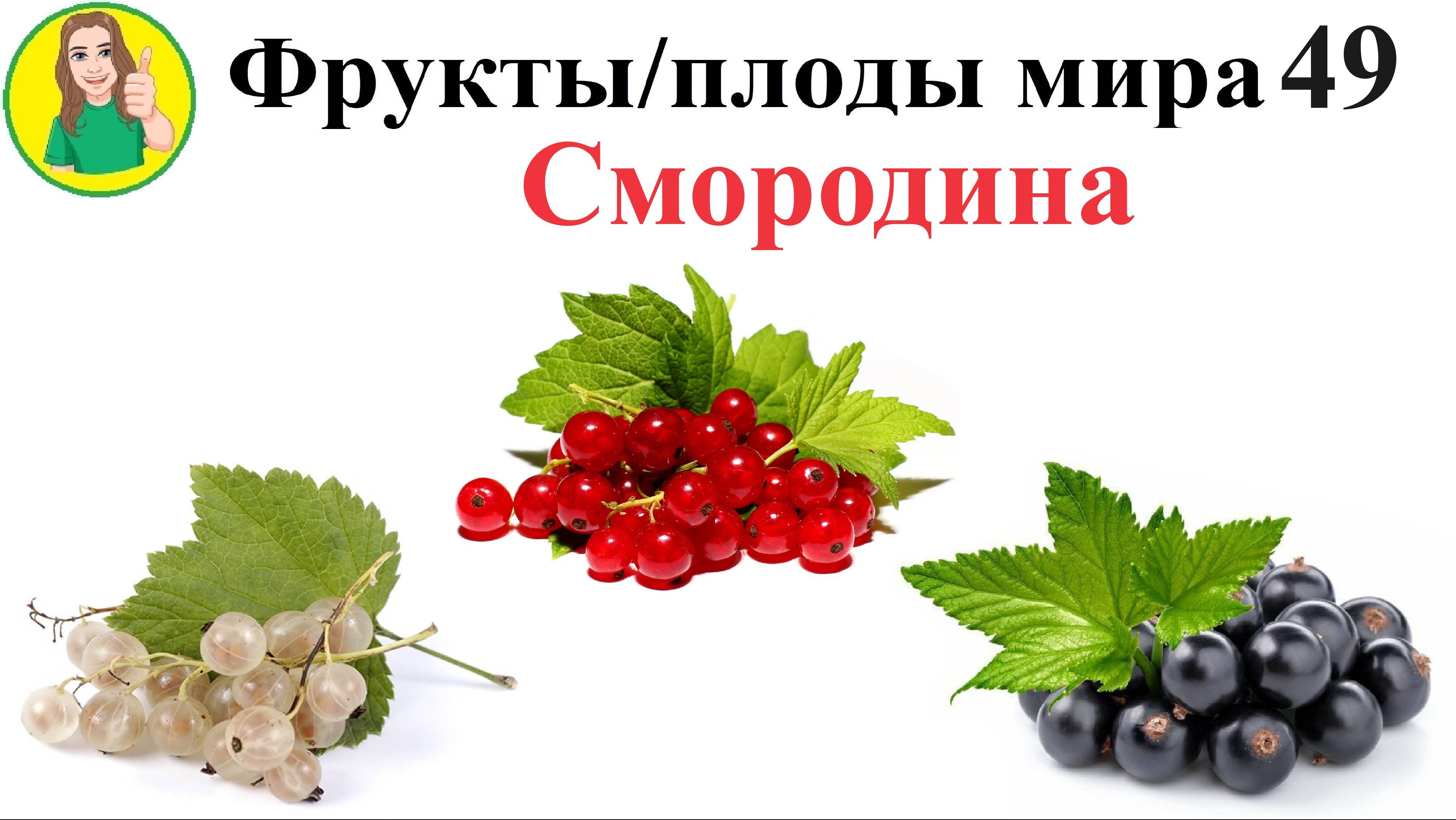 Фрукты - плоды мира 49 – Смородина Сыроедение Фрукторианство
