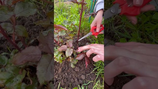 Эти побеги не дадут бутонов! Срочно обрежьте розы