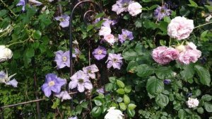 Клематис Бал цветов 2020 г.