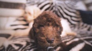 Австралийский Лабрадудель/Коббердог. Первый питомник в России @labradoodles_of_russia
