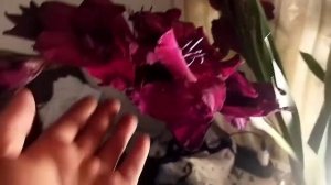 Домашние букеты из гладиолусов.