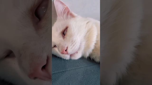 Кот спит очень странно )