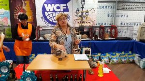 Выставка кошек, WCF ринг Девон рекс.  Devon rex 4к video