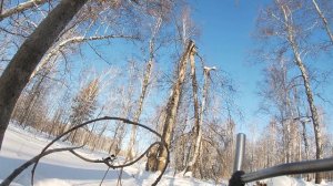 Охота на куницу.ЛРЕ.На лыжах за Куницей!!!!!!!