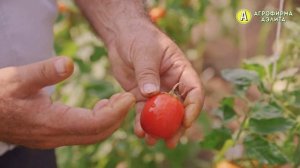 Новые Сорта Томатов – СЕРИЯ СЕВЕРЯНЕ – Тунгуска и Якут