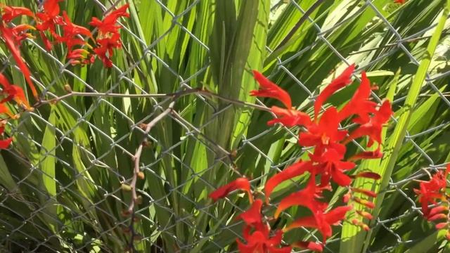 Lucifer Crocosmia смотреть онлайн