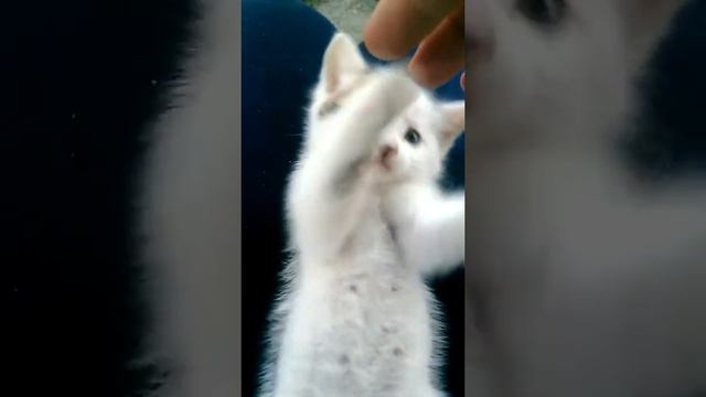 Милая кися