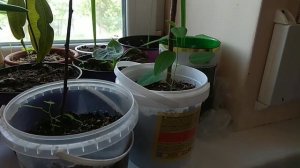 Первый опыт выращивания пассифлоры