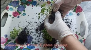 АГЕРАТУМ ТОНКОСТИ ПИКИРОВКИ РАССАДЫ. АГЕРАТУМ ВЫРАЩИВАНИЕ ИЗ СЕМЯН. Розовый шар и голубая норка