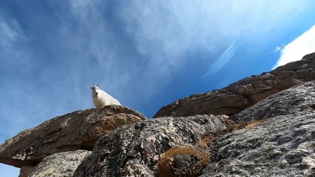 Rock Climbing Mountain Goats Teter on the Edge | Wildlife in 360 VR смотреть онлайн