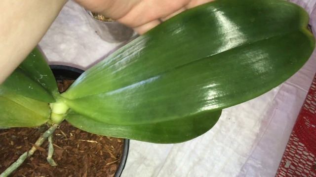 Новые орхидеи от Породистые фаленопсисы (P. Giganteа) / Видео отзыв
