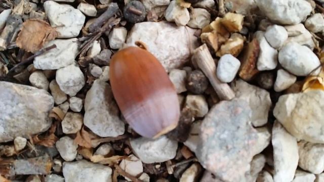 Жёлуди Дуба (Черешчатого)АР Крыму.Севастополь 2020г смотреть онлайн