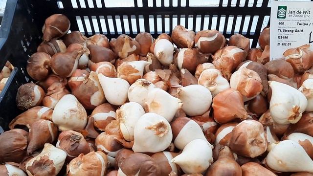 Выгонка тюльпанов в домашних условиях. Сезон 2021- 2022. смотреть онлайн