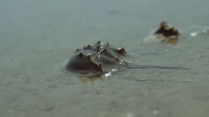 Великий Тихий океан