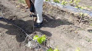 Рынок🍓🌺🌹  Купили столовый виноград у настоящего виноградаря 🍇🍇Сад🌳🍒🍑 огород 🍅🥒🥦
