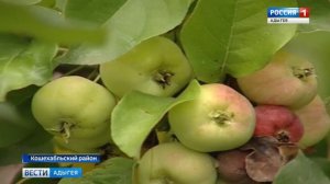 В ауле Кошехабль местный житель за несколько лет создал уникальный сад