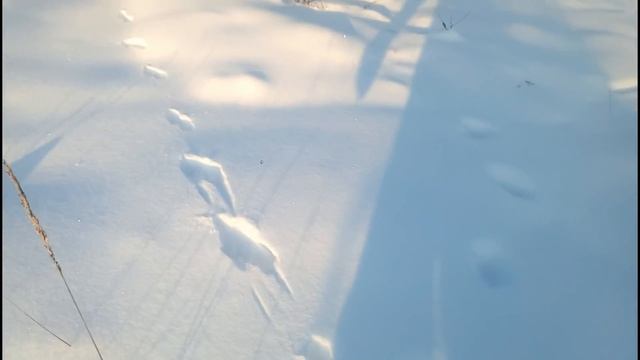 проверка капканов, на улице -45 но это нас не остановит. смотреть онлайн