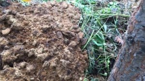 Против Мух, отчет на компостной куче номер 3.