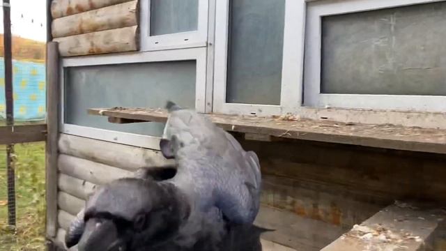 Кошка помогает ворону!!! смотреть онлайн