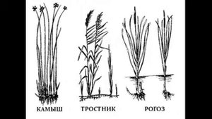 рогоз еда
