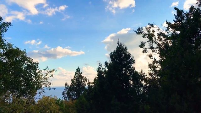 ЗЕМЕЛЬНЫЙ УЧАСТОК В ОКРУЖЕНИИ ХВОЙНОГО ЛЕСА , можжевеловые рощи . Недвижимость в Крыму Ялта Симеиз смотреть онлайн