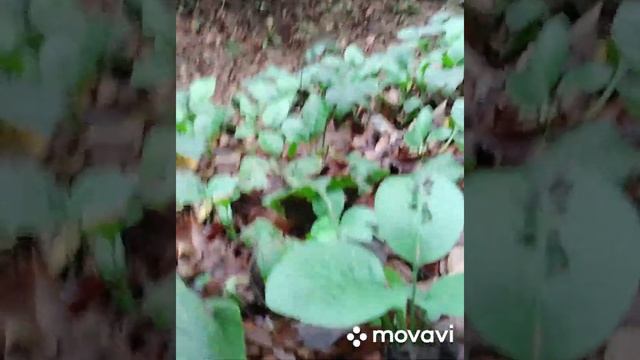 Осенние опята в Адыгеи! (03 октября 2020 г.), а также Печеночница обыкновенная, гриб Рейши, вешанка смотреть онлайн