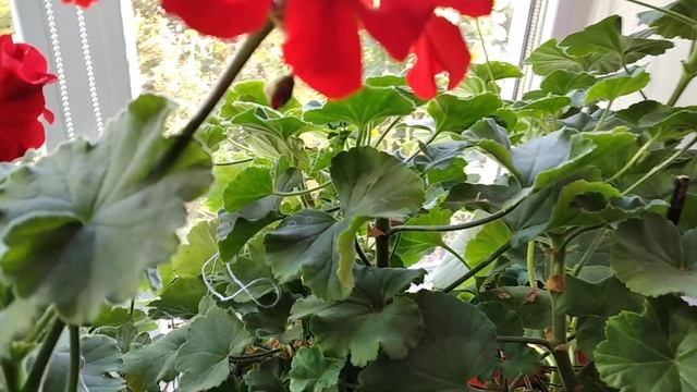осенняя подкормка пеларгоний смотреть онлайн